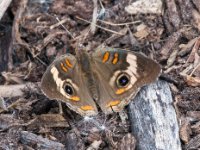 20161128 145437 Butterfly