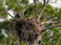 20161128 150311 Eagle with Groucho Marx Disguise