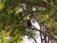 20161128 150412 Bald Eagle