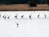 20161226 110321 Herons on the march