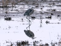 20161226 112836 Mirrored Heron