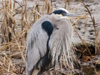 20161226 113410 Hunkered down great blue heron