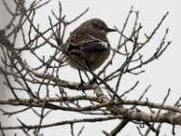 20161226 115014 Unknown Bird
