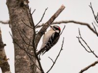 20161226 115158 Downy Woodpecker