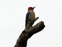 20161226 115814 Red-Bellied Woodpecker