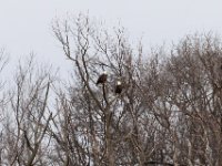 20161226 121443 Two eagles in a tree