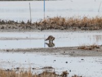 20161226 121612 Racoon on the mud flat