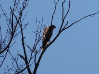20161228 144414 Mystery Hawk