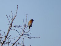 20161228 145810 Bluebird in a tree