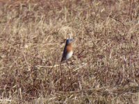 20161228 145832 Bluebird flock at Big Meadow
