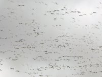 20161229 140120 Snowgeese on MD Rt 309