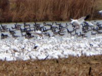 20161229 140141 Landing on the field