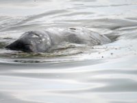 20170113 125839 Manatees feeding on floating vegetation