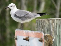 20170113 130204 Seagull on a sign