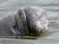 20170113 130653 Munching Away