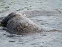 20170113 130733 Two Manatees Collide