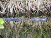 20170113 133551 First alligator sighting