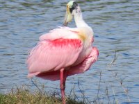 20170113 133829 Grammy sees a roseate spoonbill