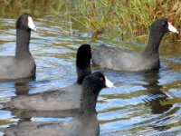 20170113 133955 American Coots
