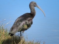 20170113 134132 Glossy Ibis