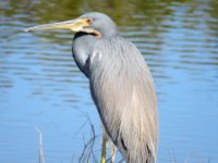 20170113 134137 Tri-Color Heron