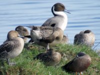 20170113 135439 Northern Pintails