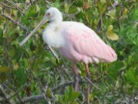20170113 135803 Roseate Spoonbill 2