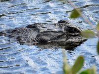 20170113 140237 Alligator 2
