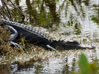 20170113 140655 Alligator 3