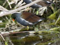 20170113 141602 Common Gallinule