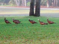 20170115 090716 Turkey parade in Pete's backyard