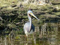 20170115 120704 Tri-Color Heron on the hunt