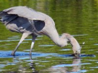20170115 121635 Tri-Color heron goes for a fish