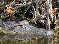 20170115 121734 Lounging Gator