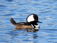 20170115 122041 Hooded Merganser