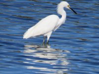 20170115 123414 Snowy Egret