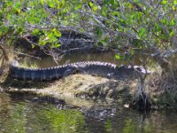 20170115 124918 Big Gator