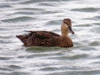 20170325 092237 Female American Black Duck