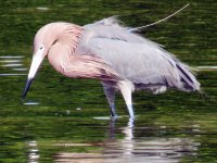 20170325 100830 Reddish Egret