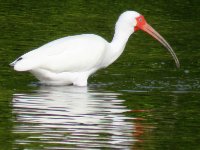 20170325 100901 Ibis on the hunt