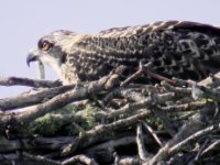 20170325 101831 Osprey in a nest