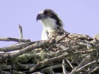 20170325 101940 Osprey looking around