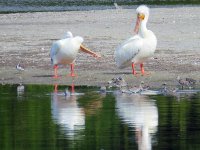 20170325 103251 White Pelicans grooming
