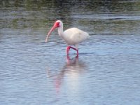20170325 103350 Ibis on the move