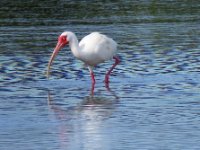 20170325 103353 Ibis reflection