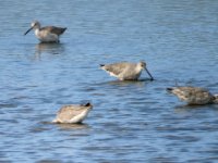 20170325 103358 Willets feeding