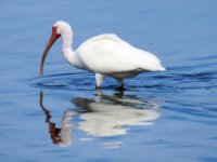 20170325 103644 Ibis reflections