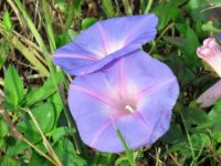 20170325 103733 Morning Glory