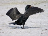 20170325 103807 Cormorant drying time