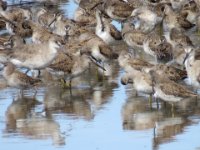 20170325 103936 Willets and Lesser Yellowlegs